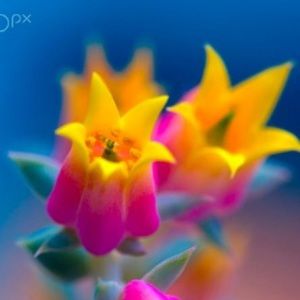 Meet your Posher, Sylvia